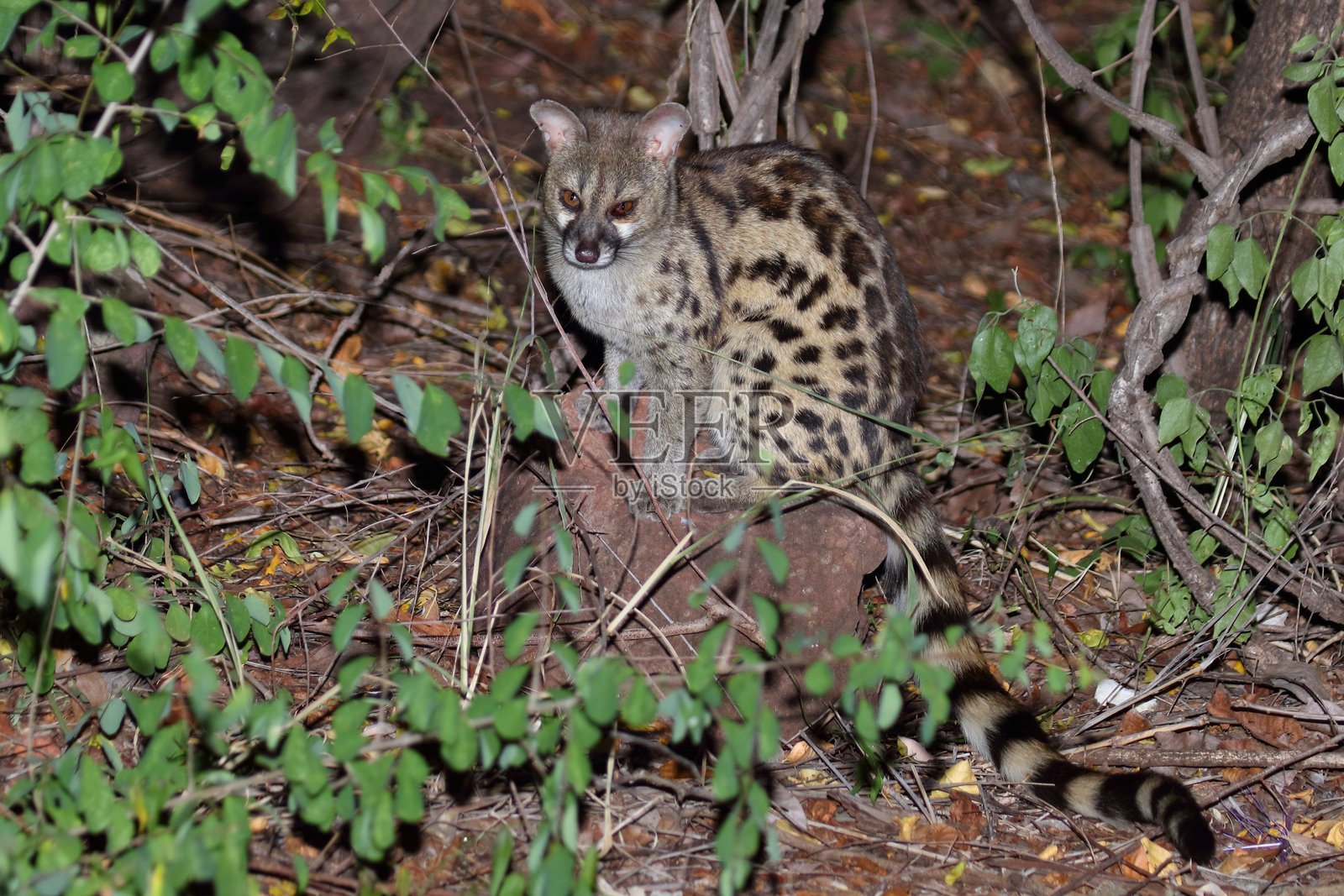 南方大斑点基因猫 / 南非大斑点基因猫 / Genetta tigrina照片摄影图片