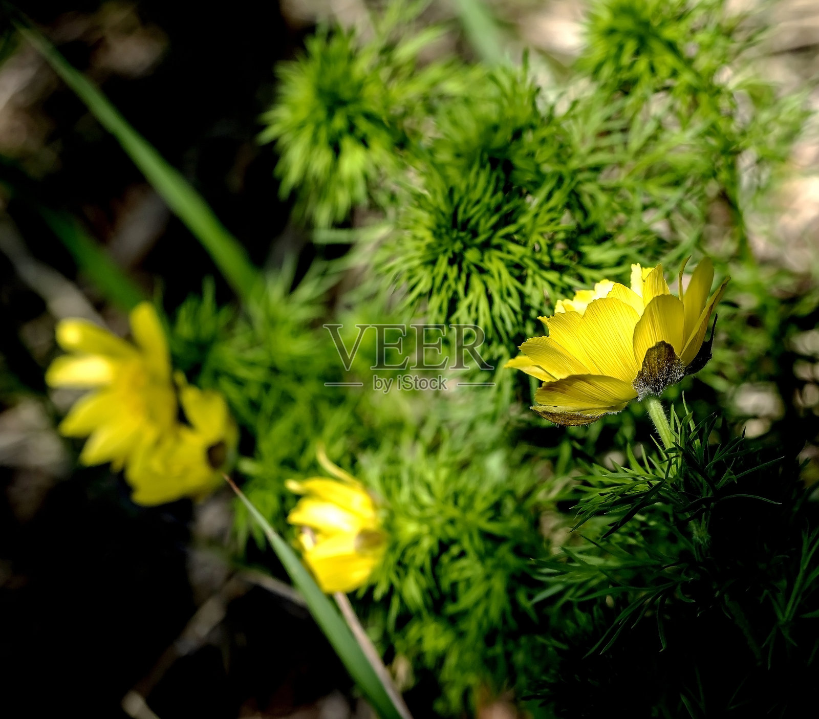 一种美丽的森林植物,拉丁学名为 Adonis vernalis照片摄影图片