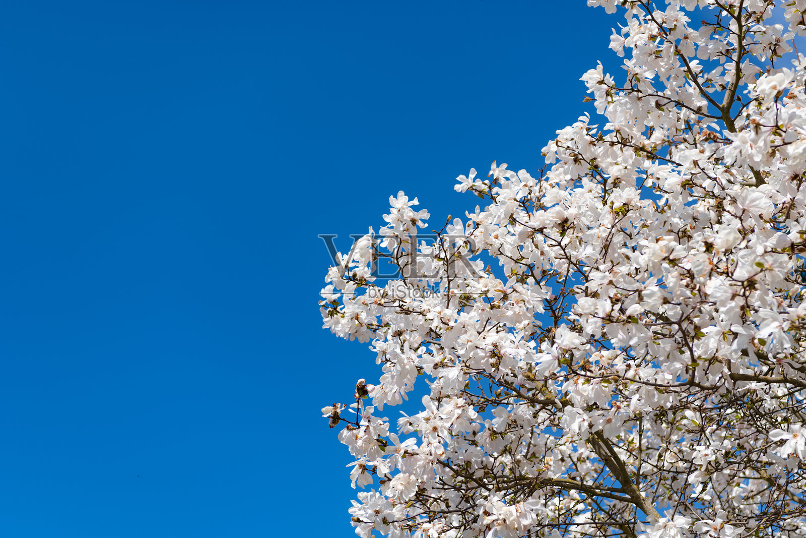 粉色的木兰花映衬在蓝天之下。春天的自然。盛开的木兰树。绽放的木兰花。美丽的春季。留白空间。照片摄影图片