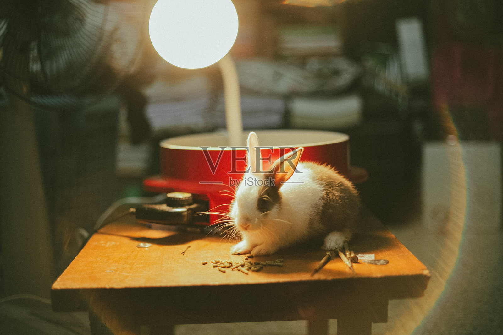 可爱的泰国兔子照片摄影图片