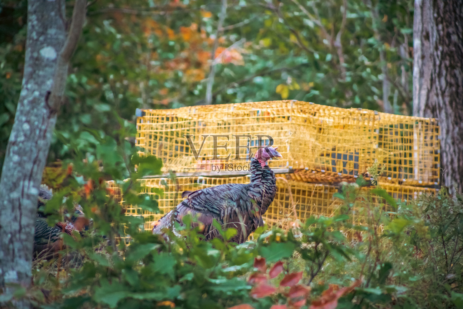 缅因州草坪上的火鸡和龙虾笼照片摄影图片