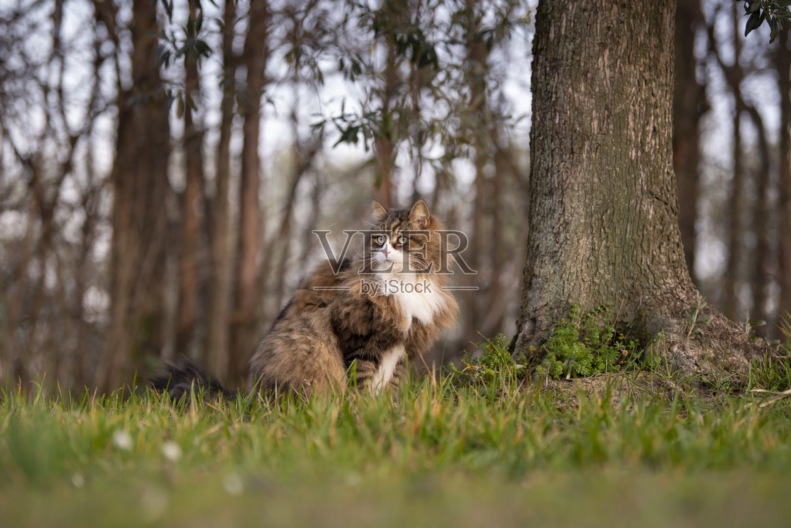 猫坐在草地上远望照片摄影图片