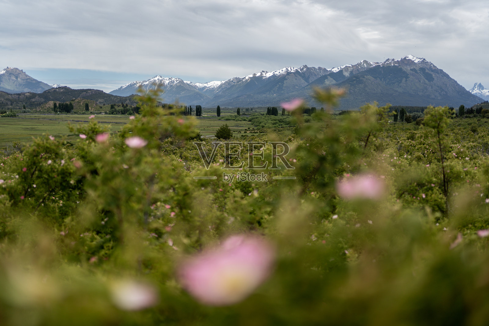 宁静的乡村风景,雪山、绿色草地和野花相映成趣照片摄影图片