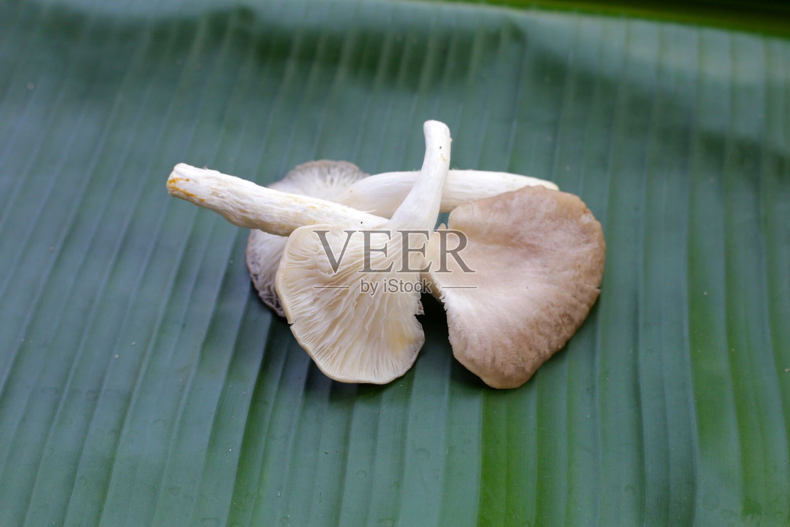 牡蛎菇或肺牡蛎菇照片摄影图片