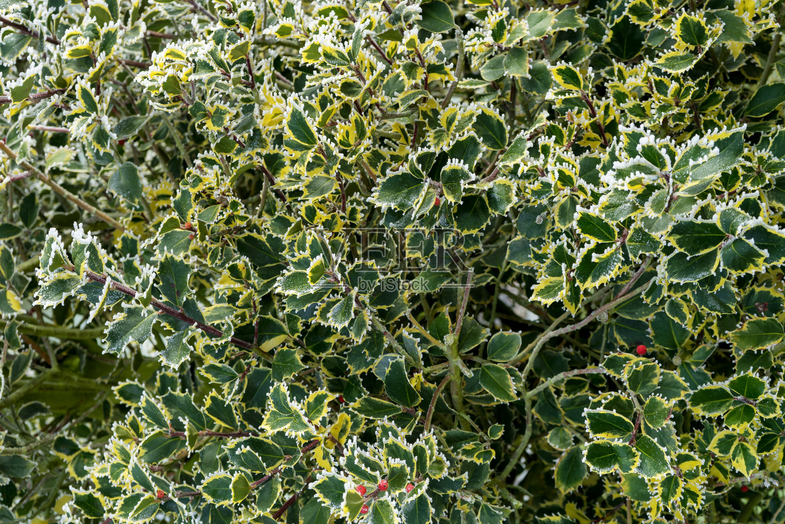 冬青灌木的特写,带有果实照片摄影图片