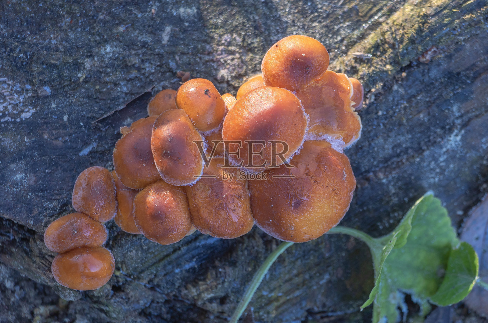 在森林里,有一种橙棕色的蘑菇,上面长着几个小圆帽。照片摄影图片