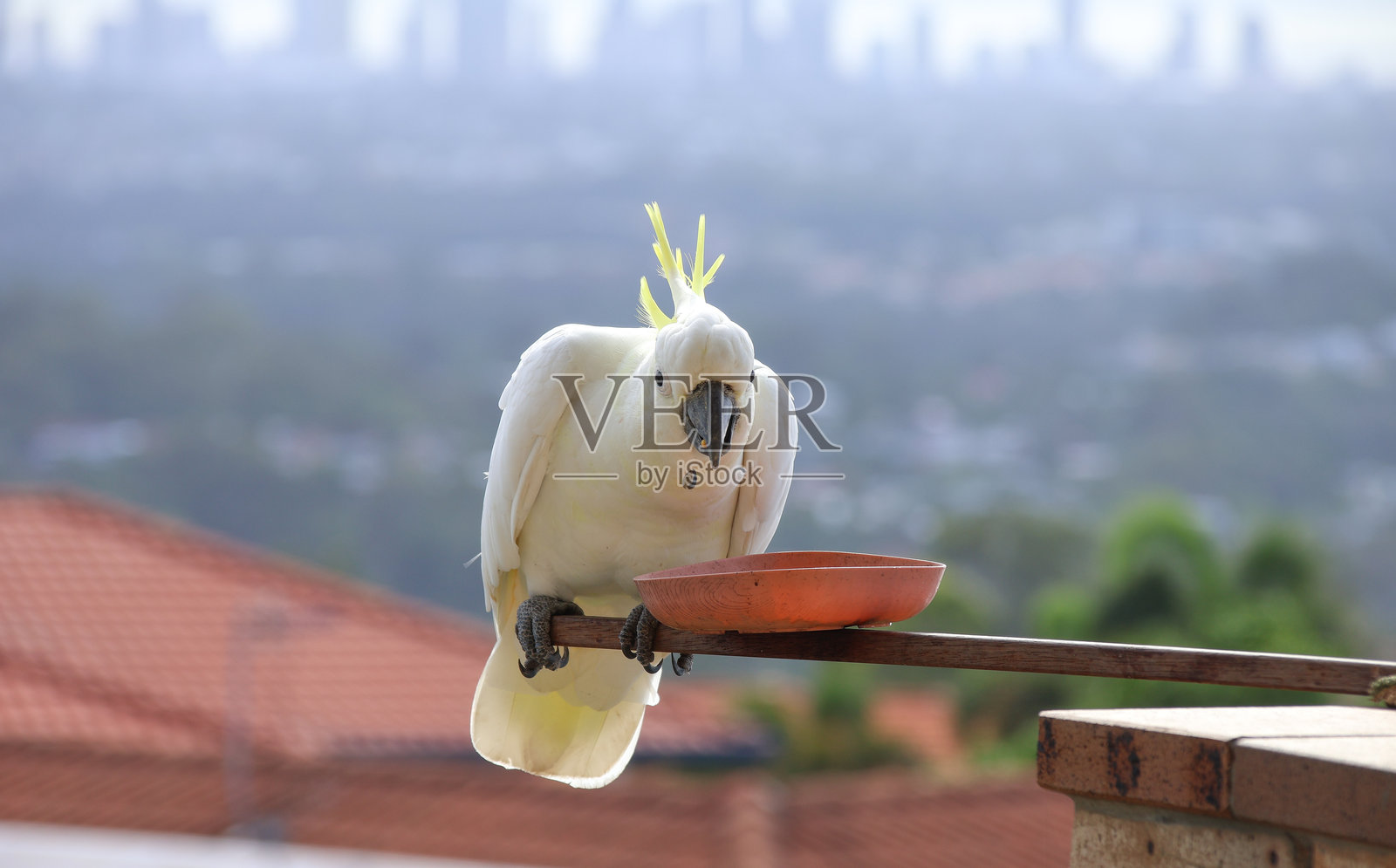 黄冠鹦鹉站在一根棍子的末端,旁边有一个食物碗。正在吃向日葵种子。背景是黄金海岸的天际线。黄金海岸,昆士兰,澳大利亚。照片摄影图片