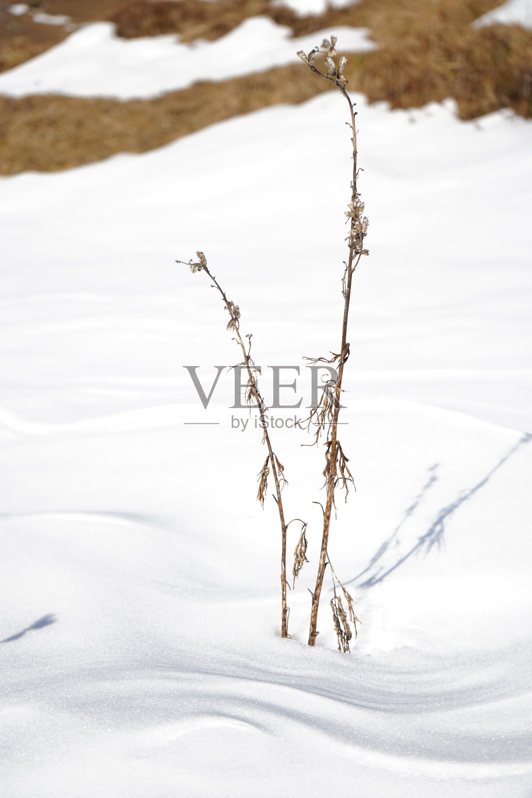 雪中的植物,意大利马德西莫照片摄影图片