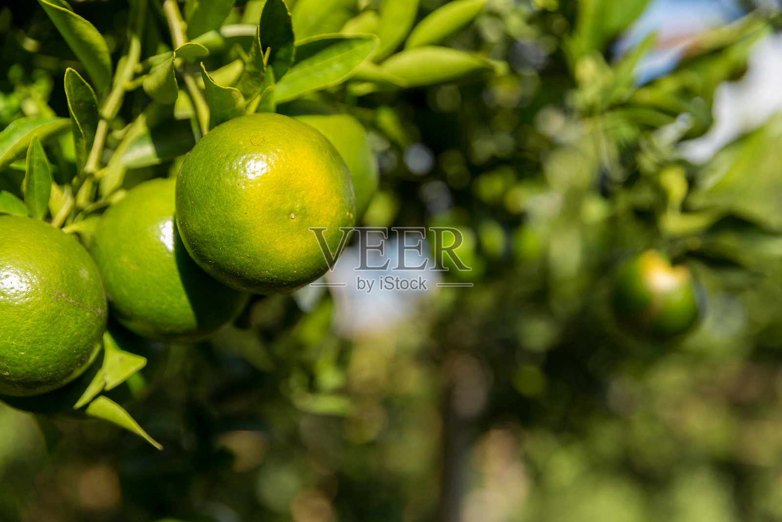 商业概念自然围绕着柑橘果园,橙树生长,鲜艳的水果和茂盛的叶子形成了惊艳的背景,繁茂的绿色花园中,枝头挂满了成熟的果实。照片摄影图片