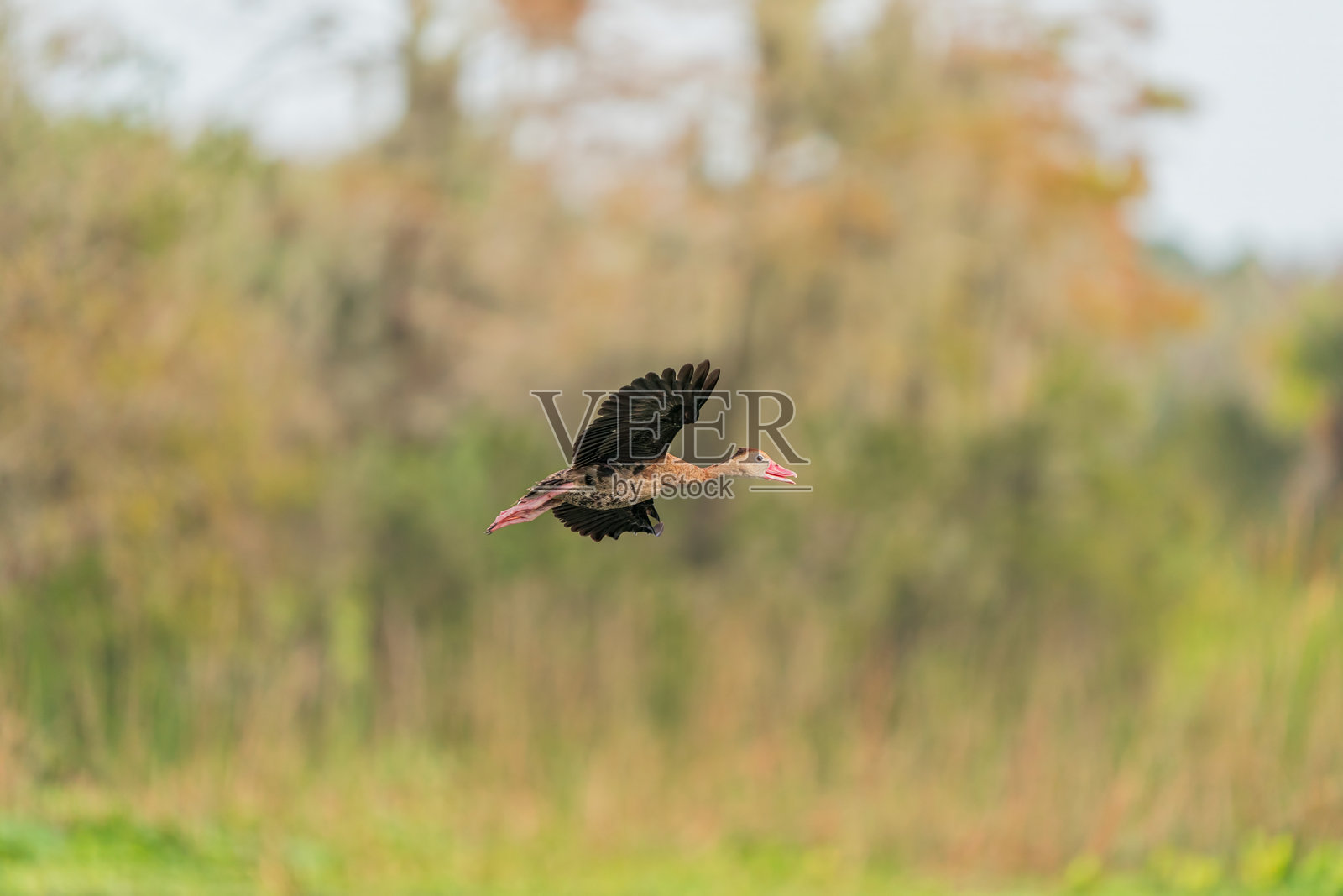 黑腹鸣鸭(Dendrocygna autumnalis)在奥兰多湿地公园照片摄影图片