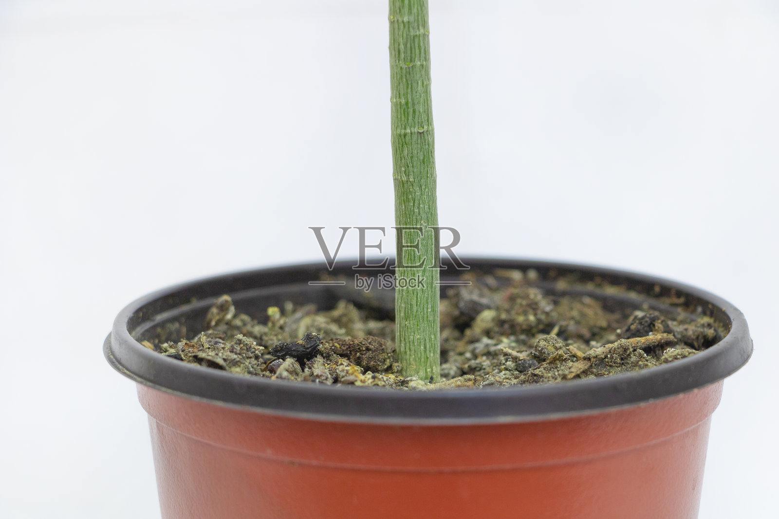 白色背景下的年轻木瓜植物的茎在花盆中照片摄影图片