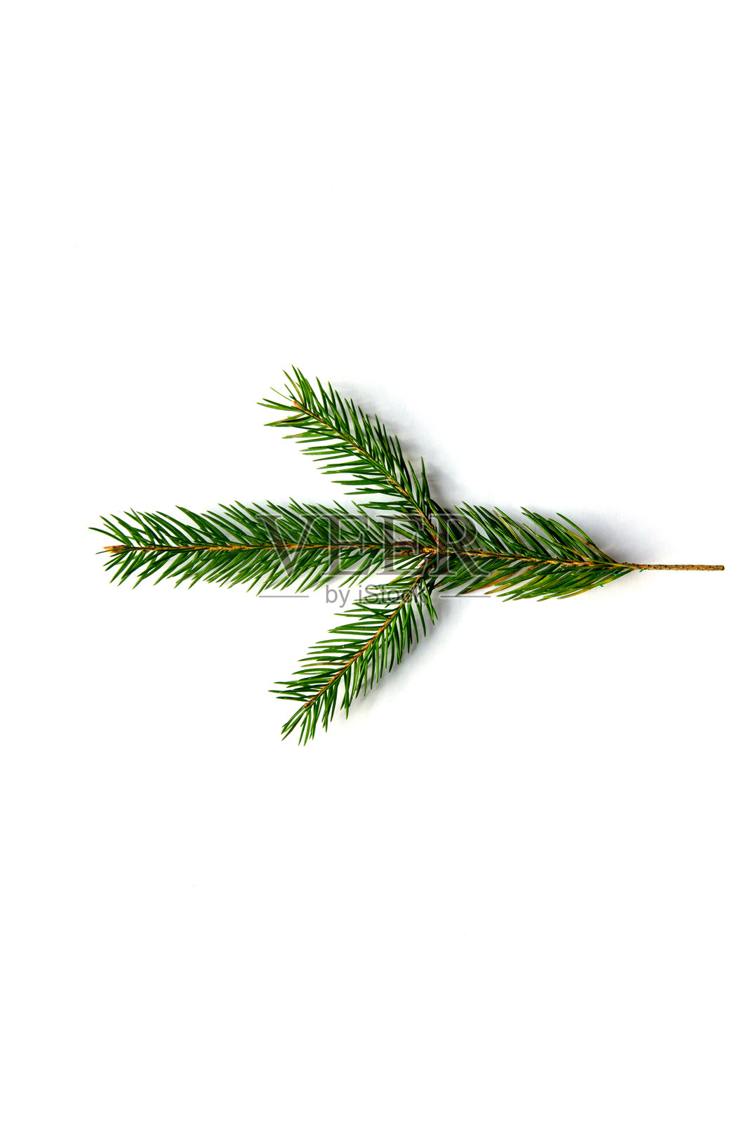 一根绿色的针叶树枝水平放置在白色背景上,展示其针叶和自然之美照片摄影图片