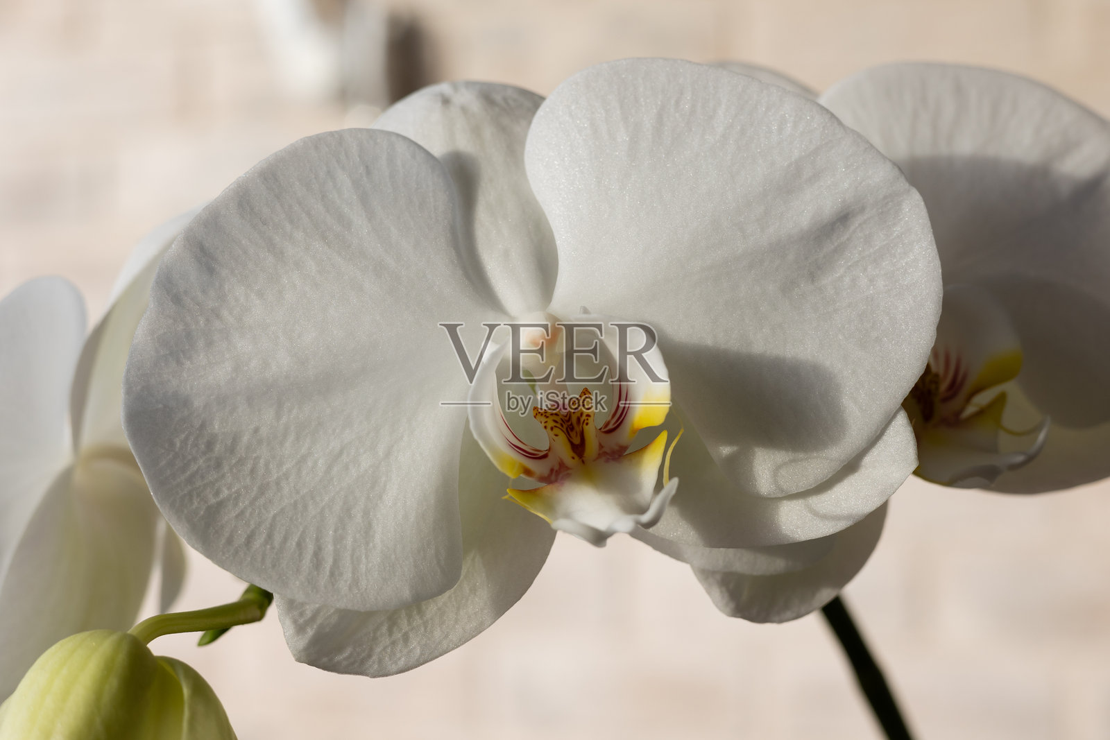 美丽的白色兰花(蝴蝶兰)特写镜头,孤立展示。照片摄影图片