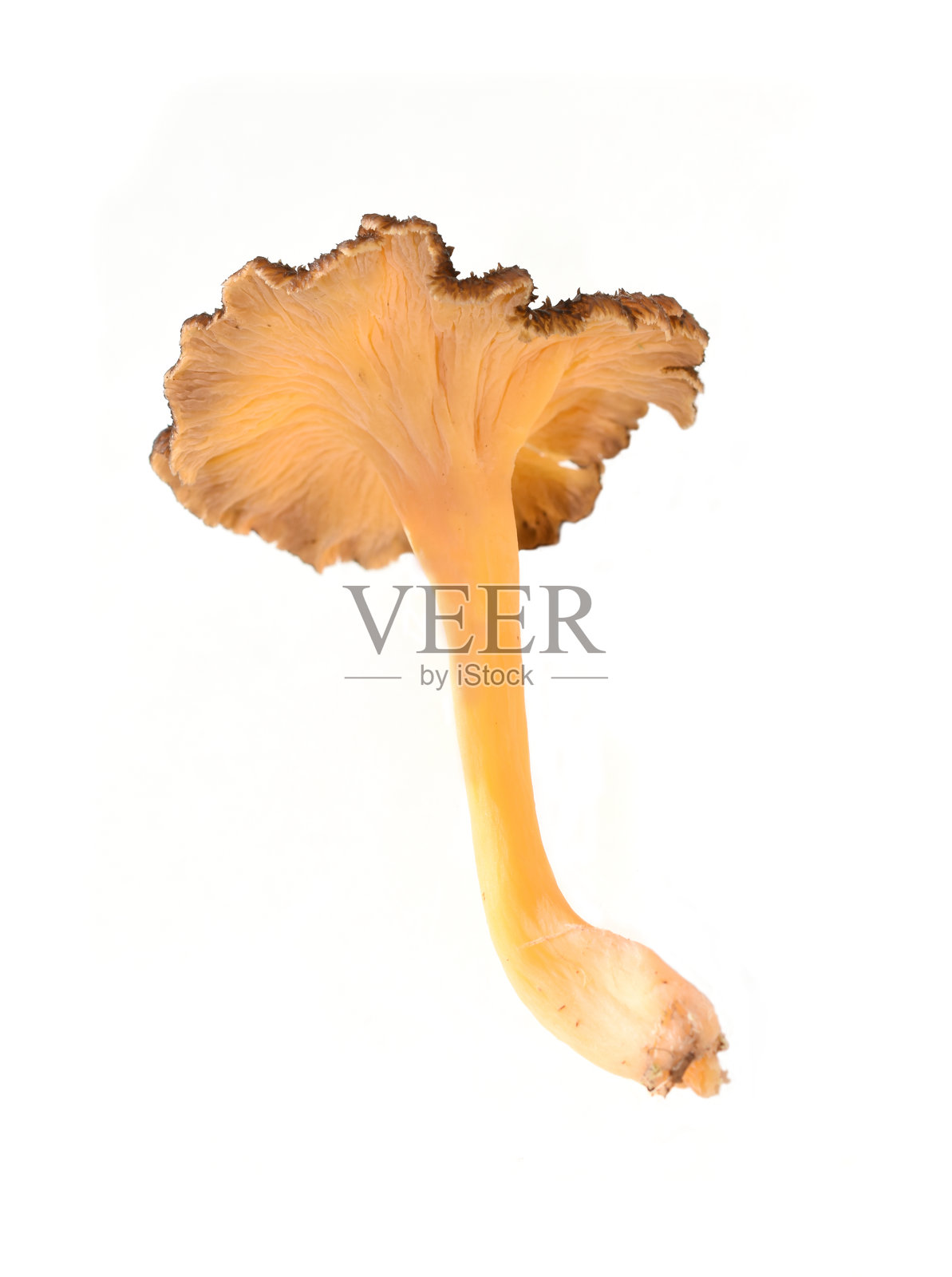 黄脚鸡腿菇 Craterellus tubaeformis照片摄影图片