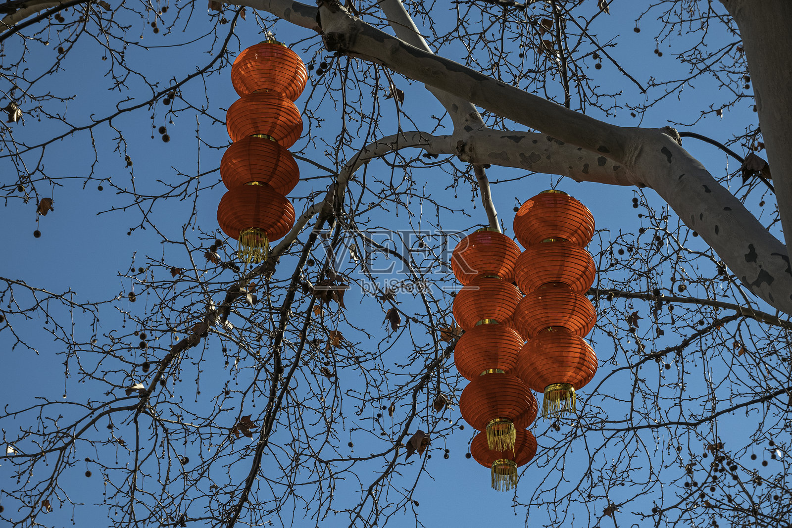 树上挂着中国灯笼照片摄影图片