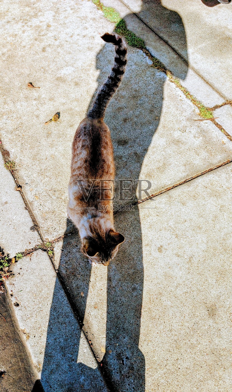 好奇的猫照片摄影图片