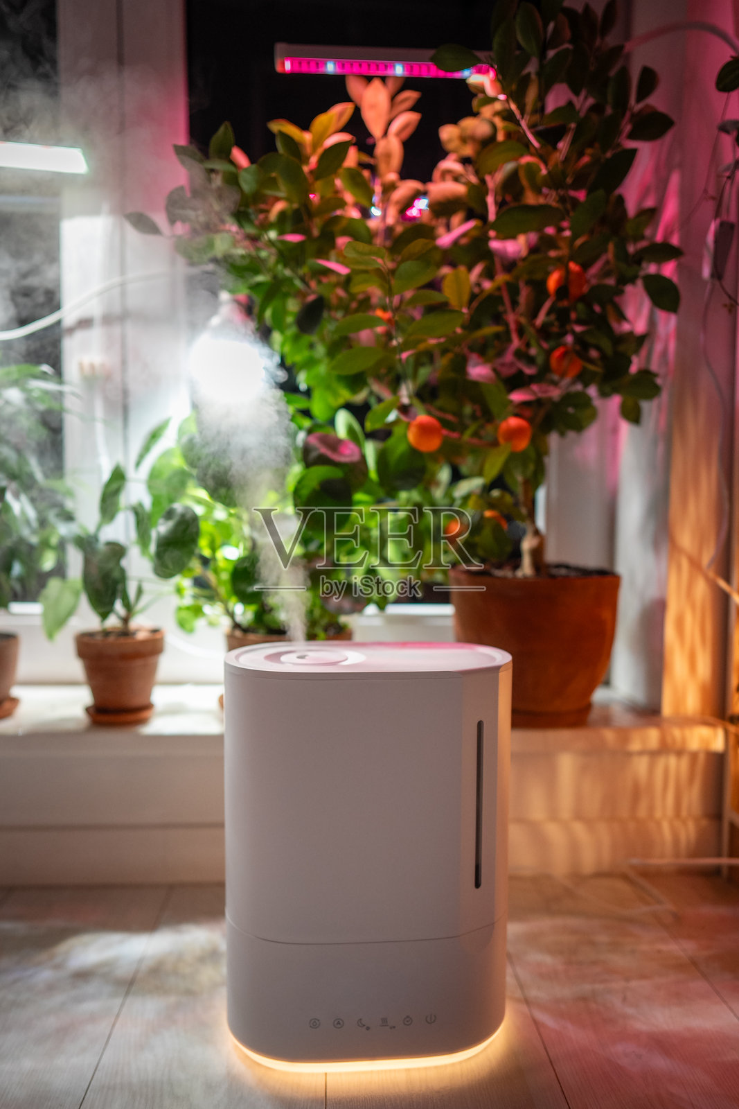 家中地板上的空气加湿器,蒸汽在生长灯下照亮,窗台上的盆栽植物照片摄影图片