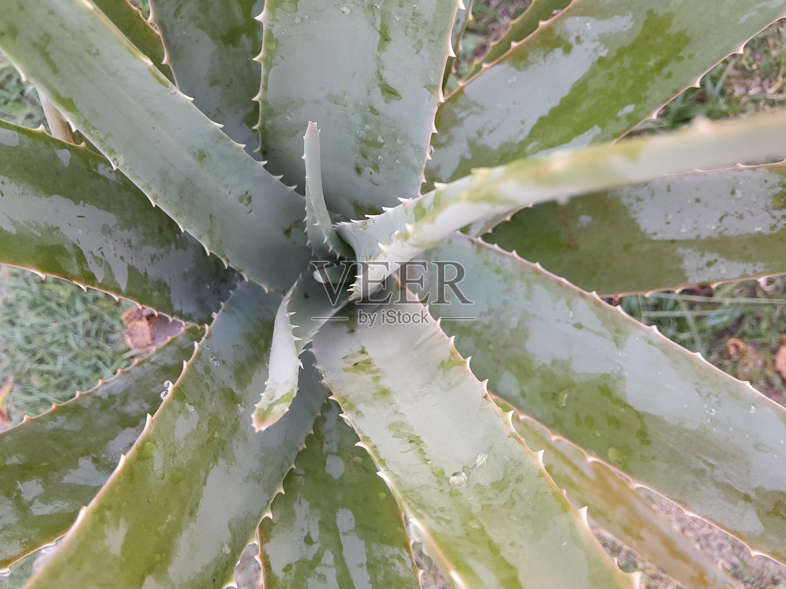 芦荟照片摄影图片