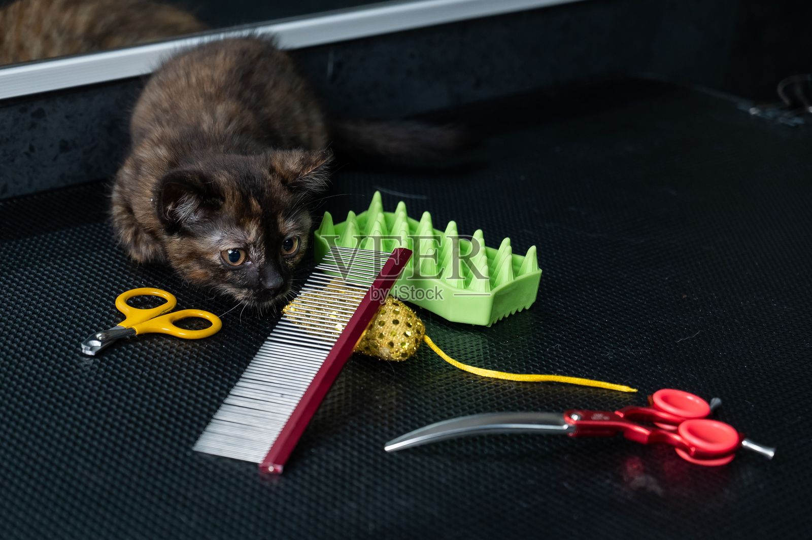 小花猫在美容院里。照片摄影图片