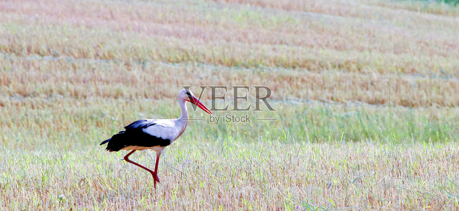 一只鹳在乡村的稻田中优雅地行走,下午的天空晴朗。照片摄影图片