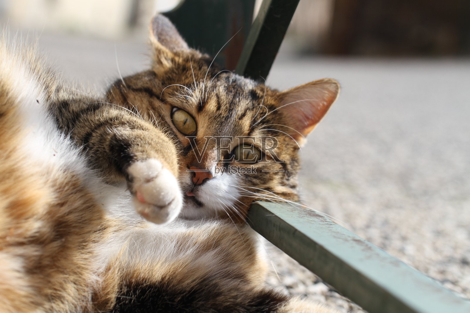 户外的虎斑白猫与街道上的绿色植物和汽车照片摄影图片
