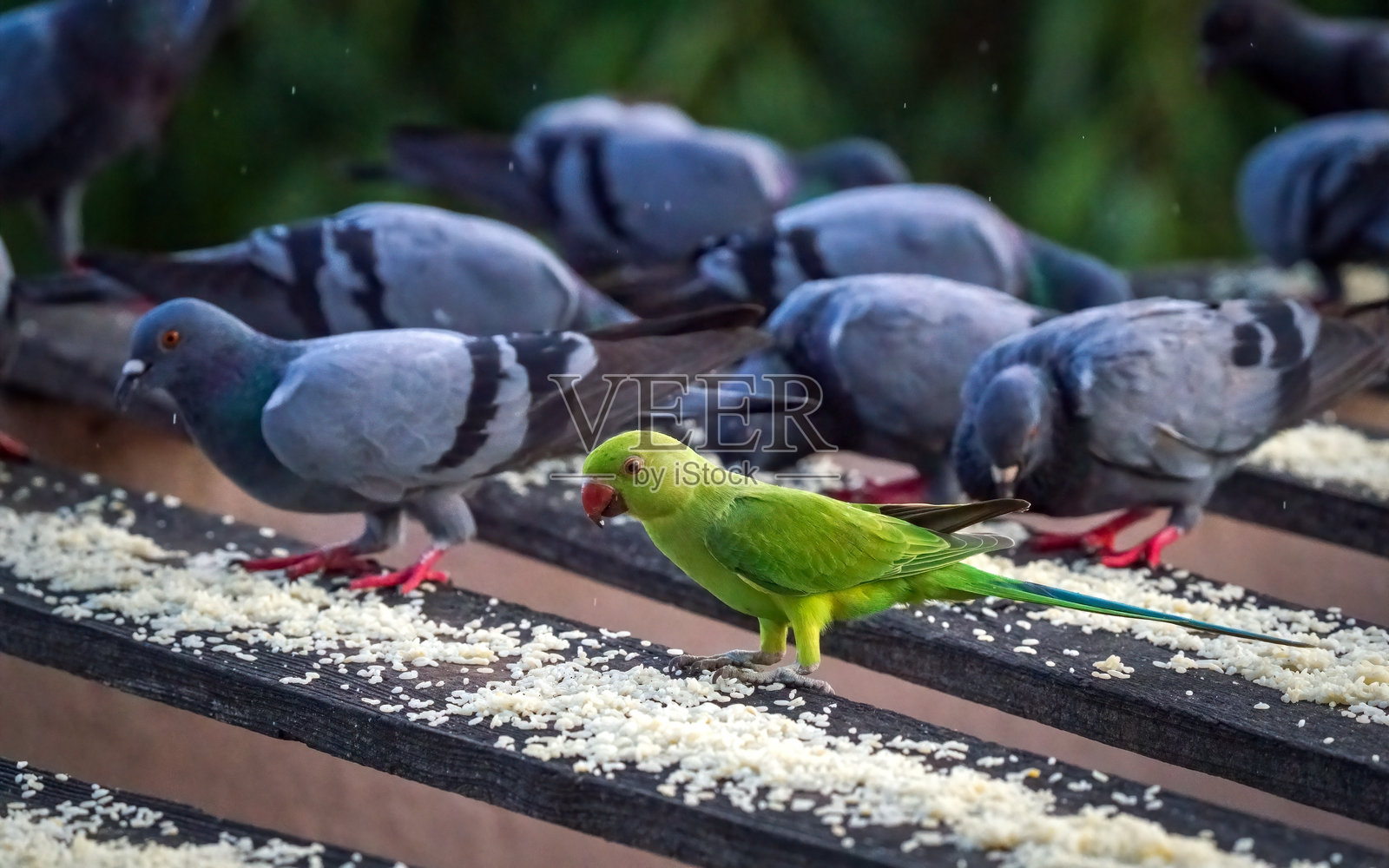 环颈鹦鹉被鸽子包围照片摄影图片
