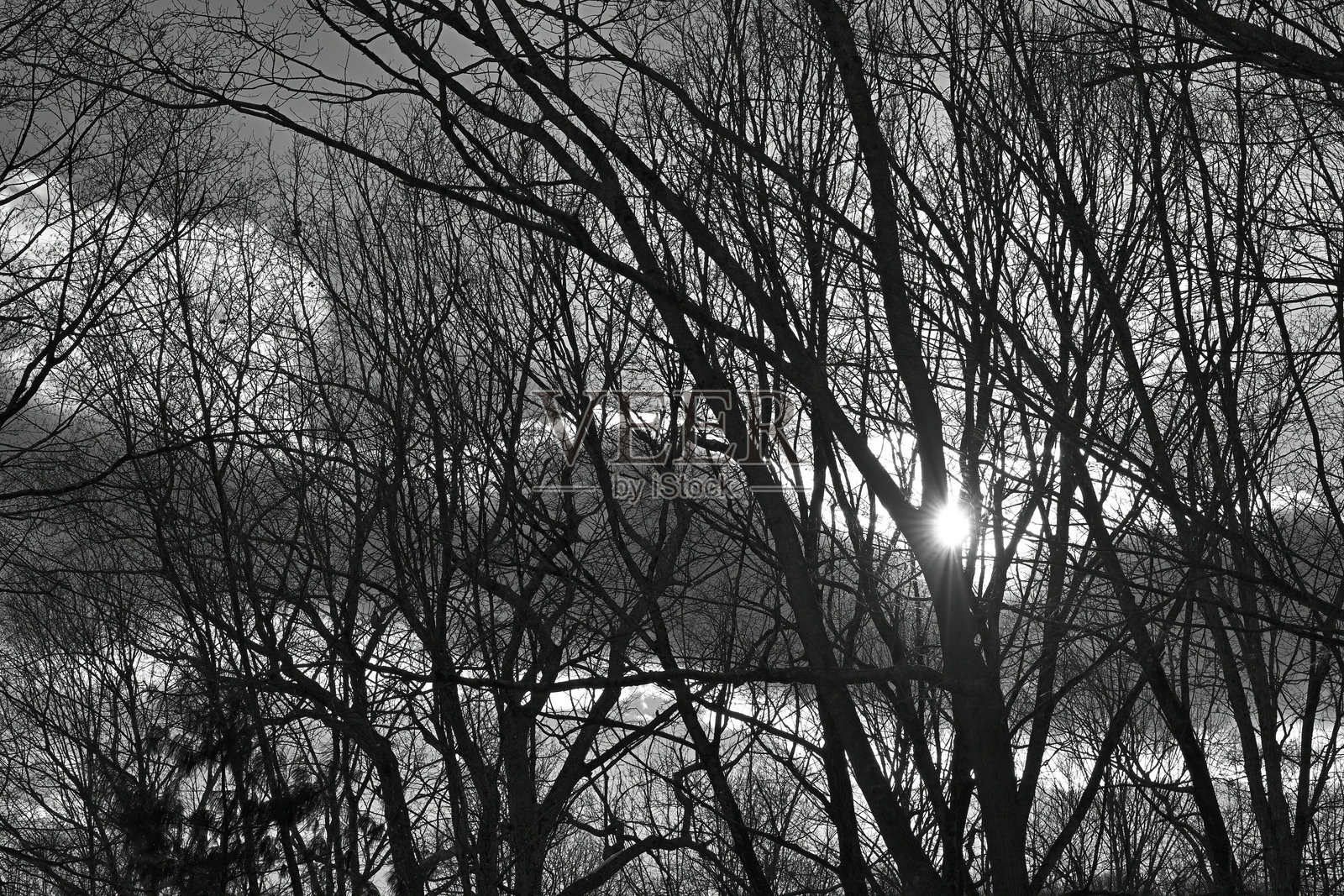 冬季森林中的黑白日落照片摄影图片