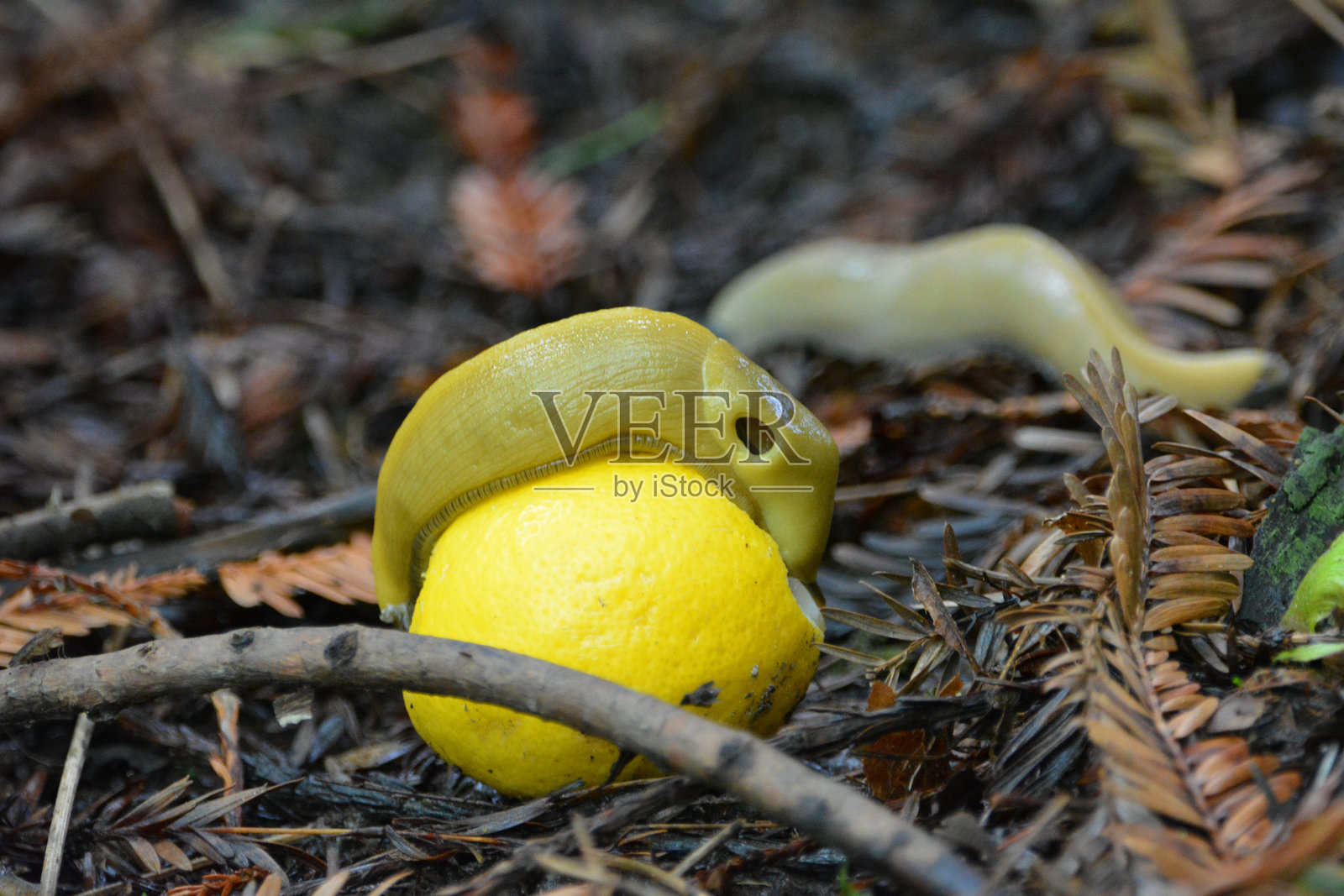 香蕉蛞蝓在潮湿的森林地面上吃着明亮的黄色柠檬照片摄影图片