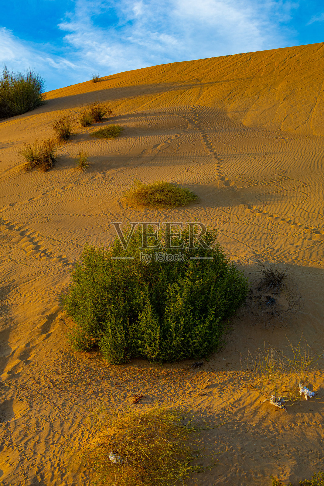 沙漠中的植物照片摄影图片