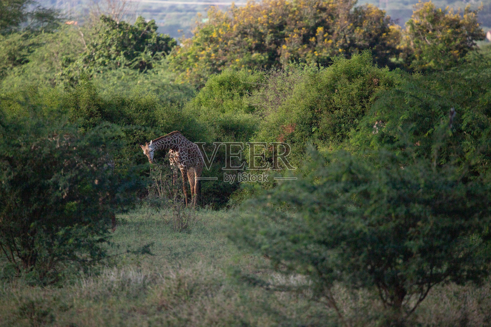 在肯尼亚的野生动物园拍摄的长颈鹿。鸟儿栖息在非洲草原上的这只动物身上。照片摄影图片