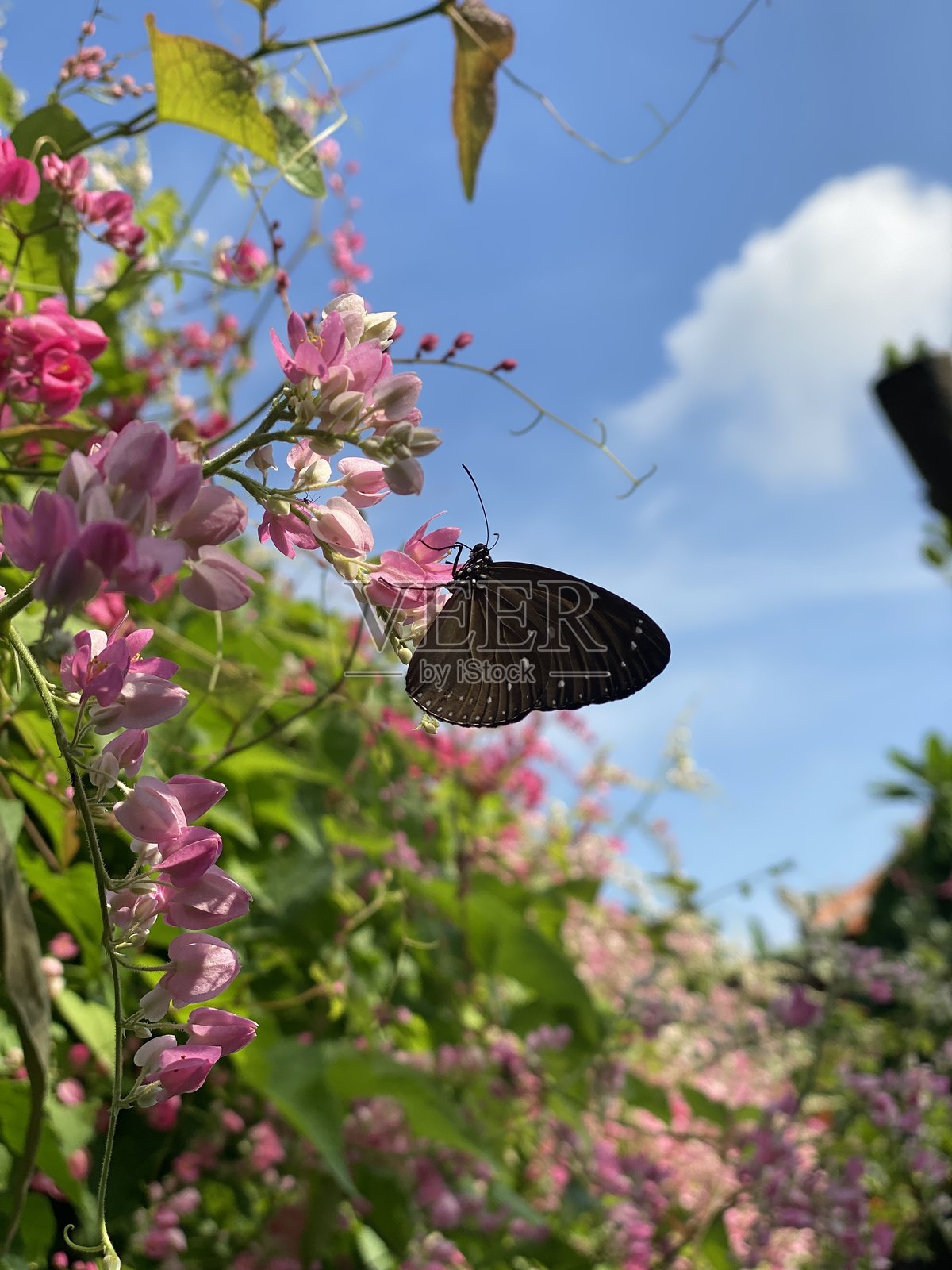 蝴蝶照片摄影图片