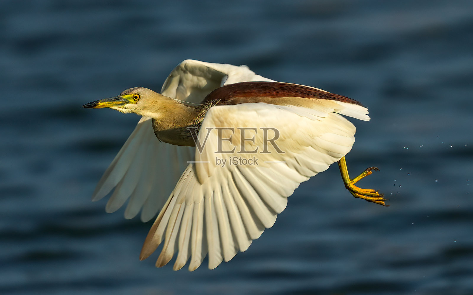 印度池鹭照片摄影图片