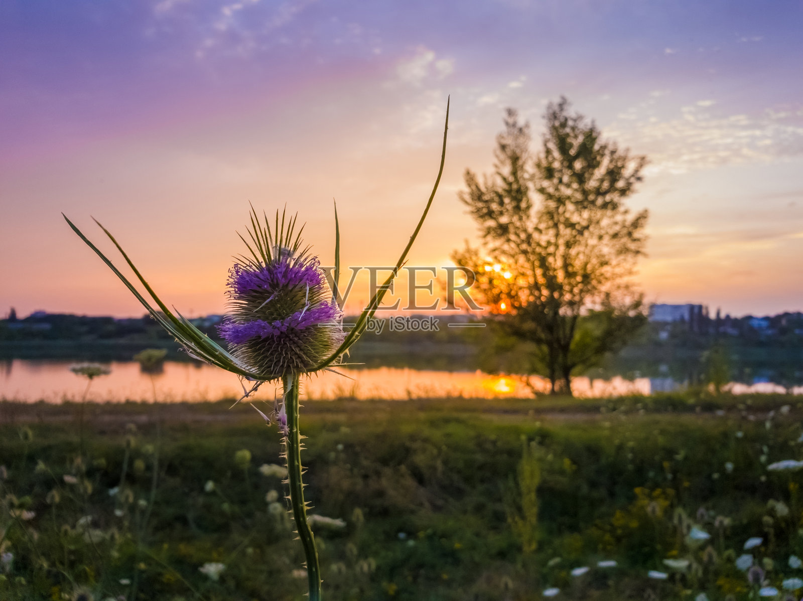 夏季草地上盛开的野茶藨(Dipsacus fullonum),背景是日落的天空。紫色的种子在带刺的花头上绽放。草原蓟,Fuller's Teasel在纺织加工中被广泛使用。照片摄影图片
