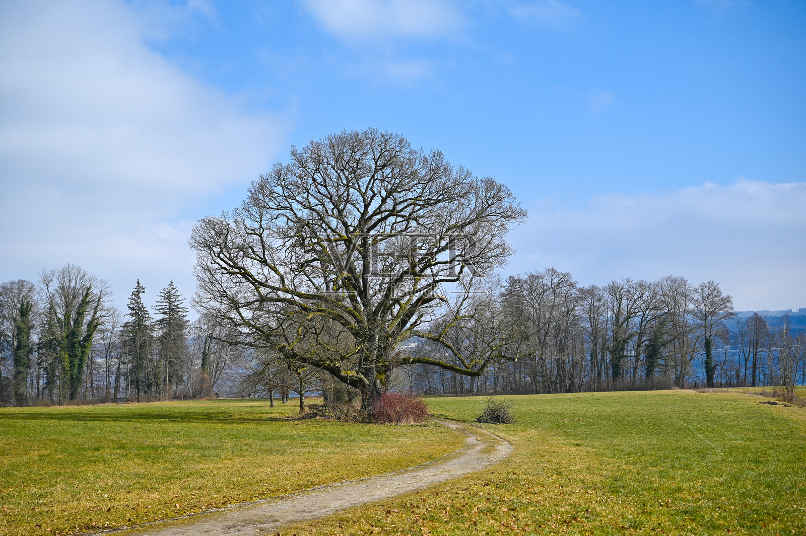 Baum照片摄影图片