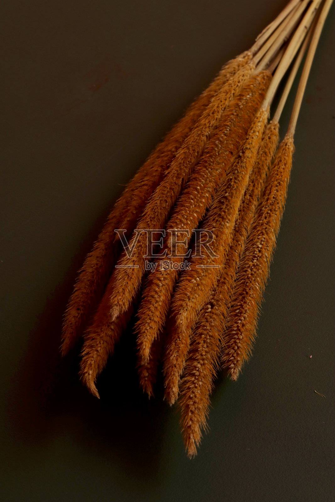 干花桉树花艺师物品艺术产品商业玫瑰植物手工艺工匠复古照片摄影图片