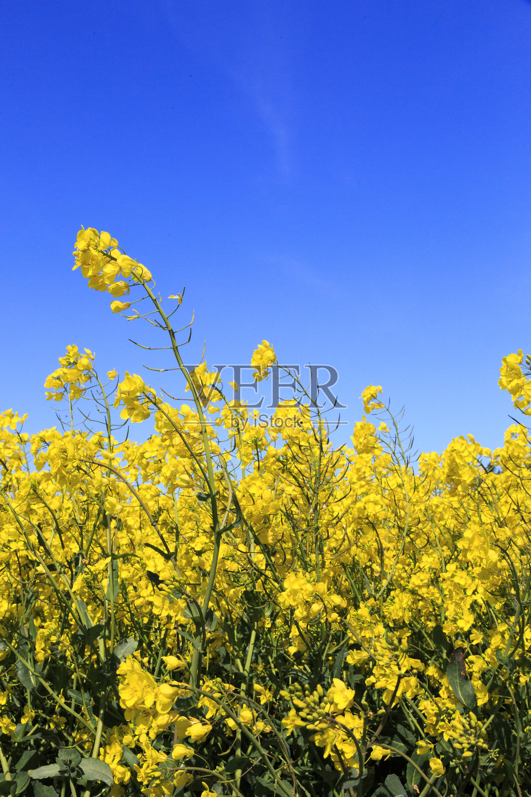 英格兰,北约克郡,里维尔克斯。靠近赖河。明亮的黄色油菜花田。十字花科。常见名称:油菜或油菜籽。用于提取油和作为蔬菜。照片摄影图片