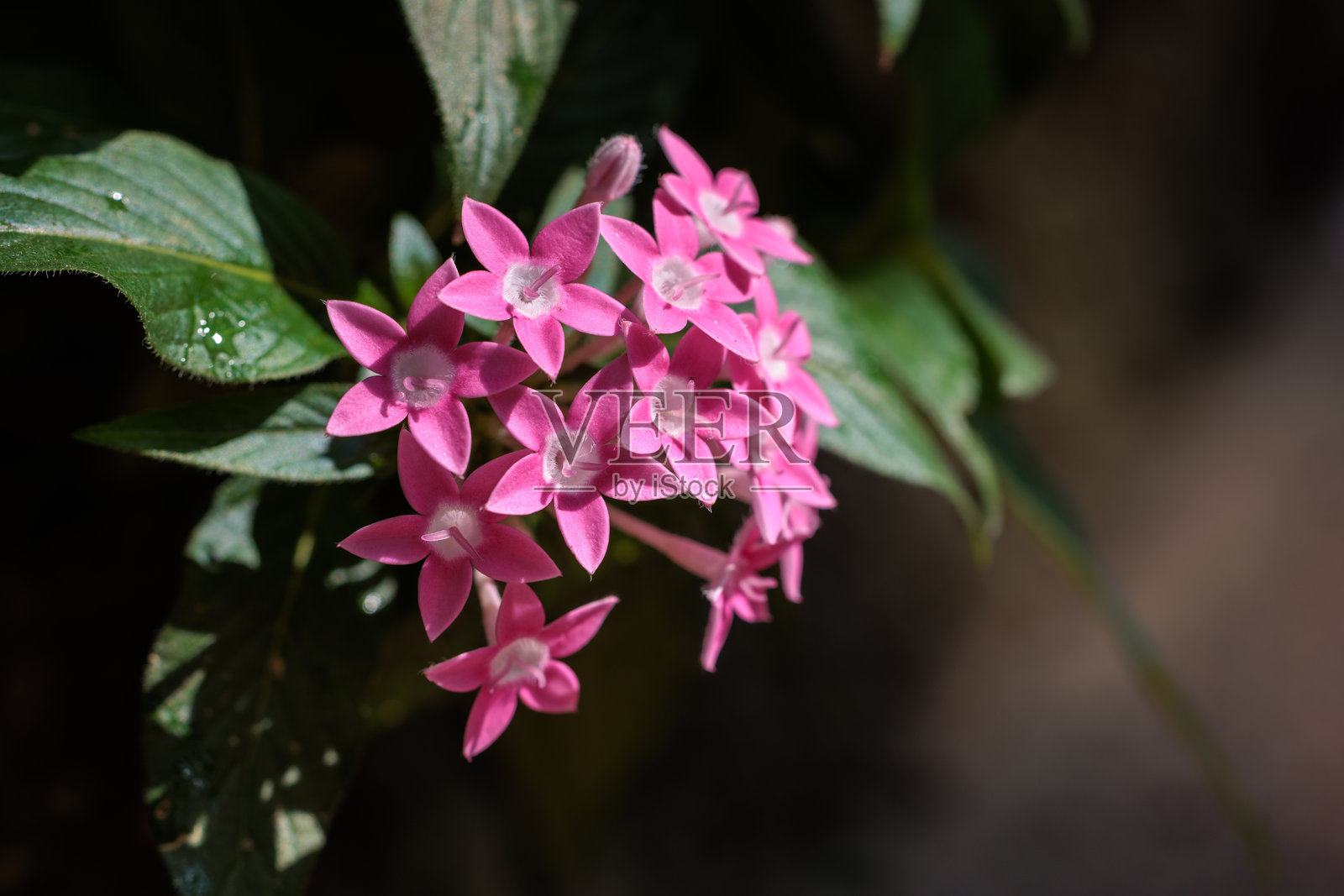 盛开的粉色五角花特写照片照片摄影图片
