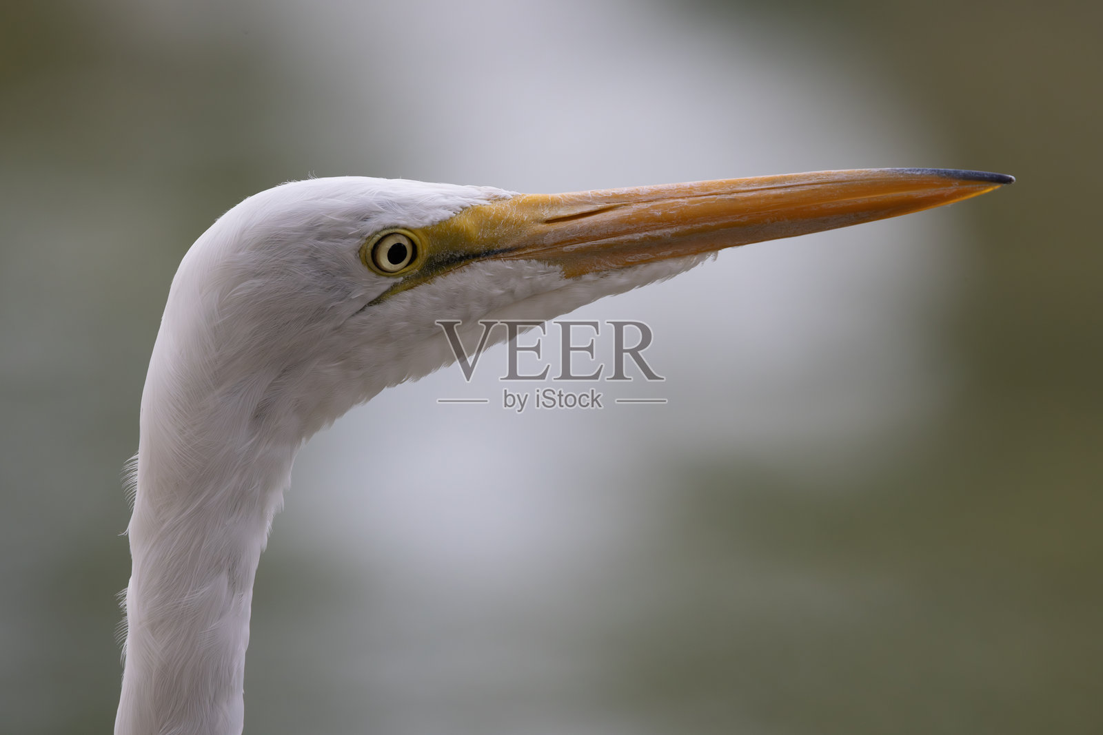 大白鹭特写头像,背景为阳光和水面虚化效果照片摄影图片