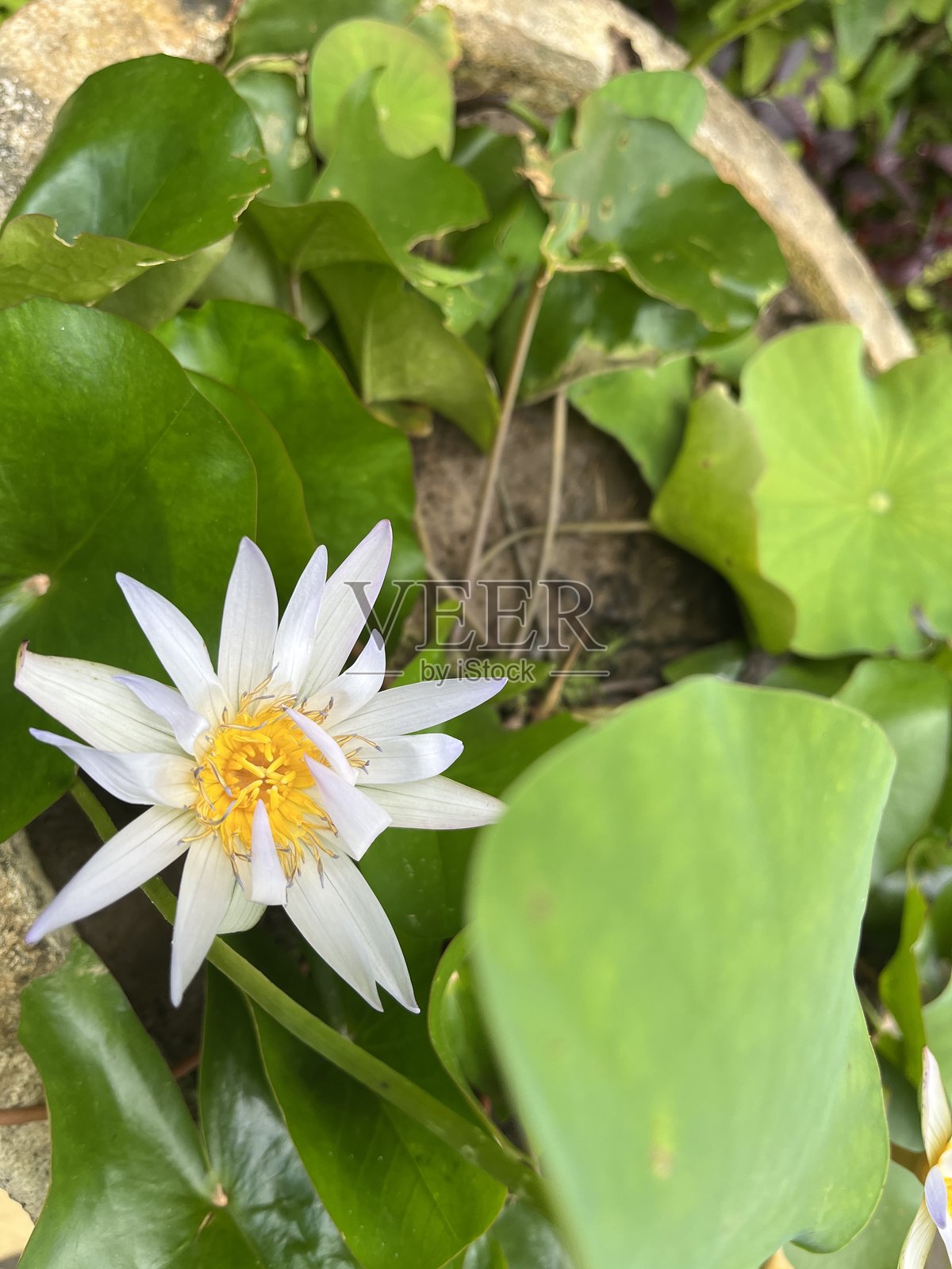 莲花照片摄影图片