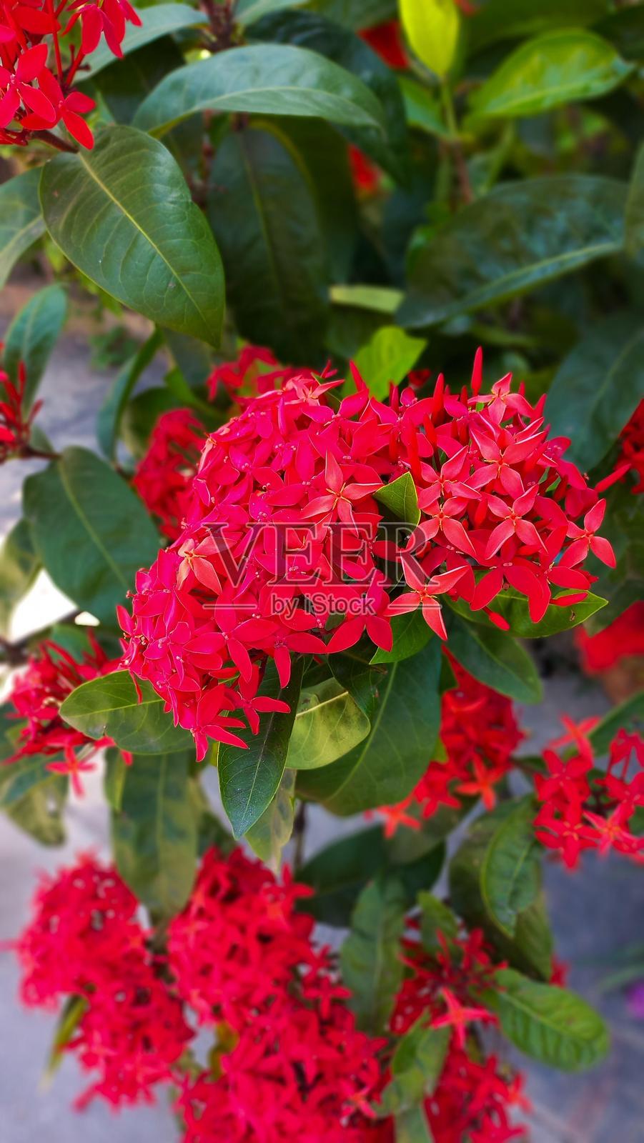 鲜艳的红色九重葛花照片摄影图片