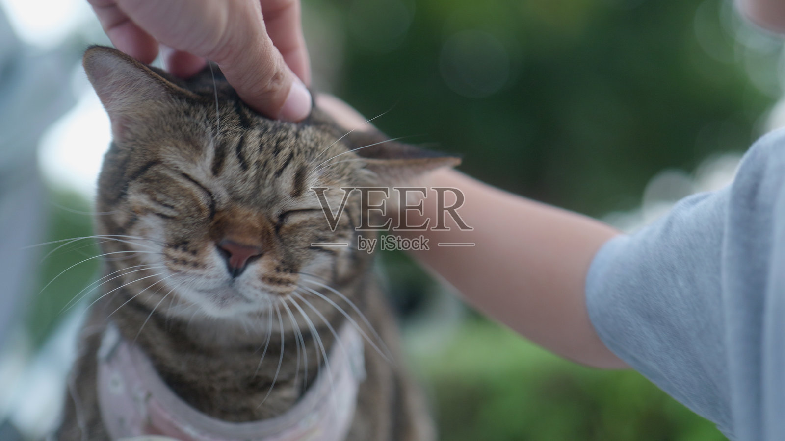 快乐的亚洲男孩在和猫玩耍,轻轻抚摸着猫的毛发,温柔地托着猫的头。照片摄影图片