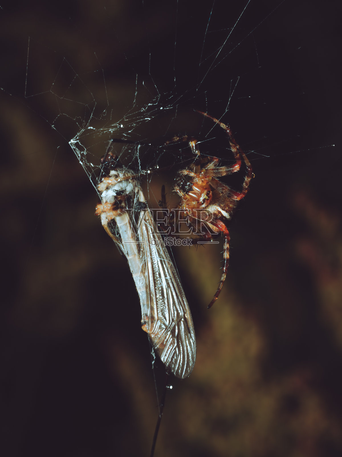 一只捕食者的花园蜘蛛照片摄影图片