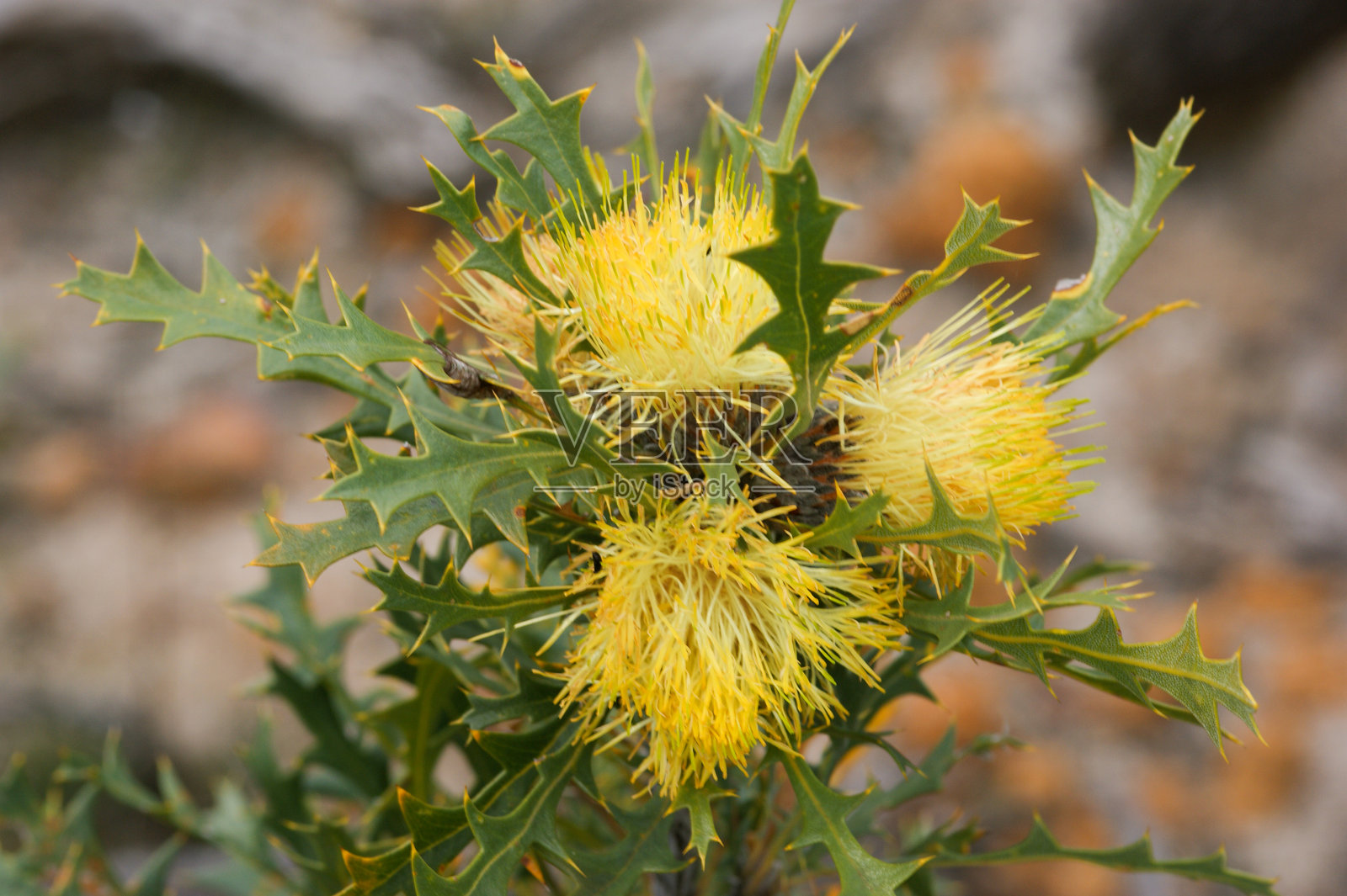 西澳大利亚珀斯附近的黄花刺干燥树(Banksia armata)照片摄影图片
