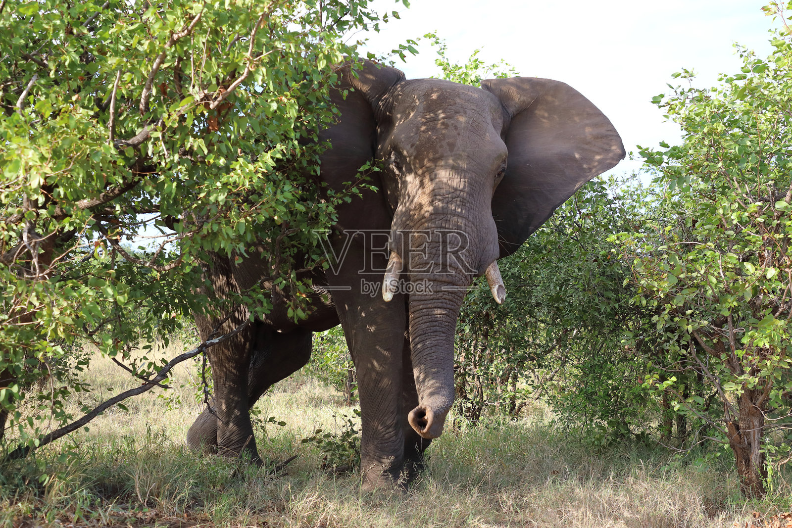 非洲象 / 非洲象 / 非洲象照片摄影图片