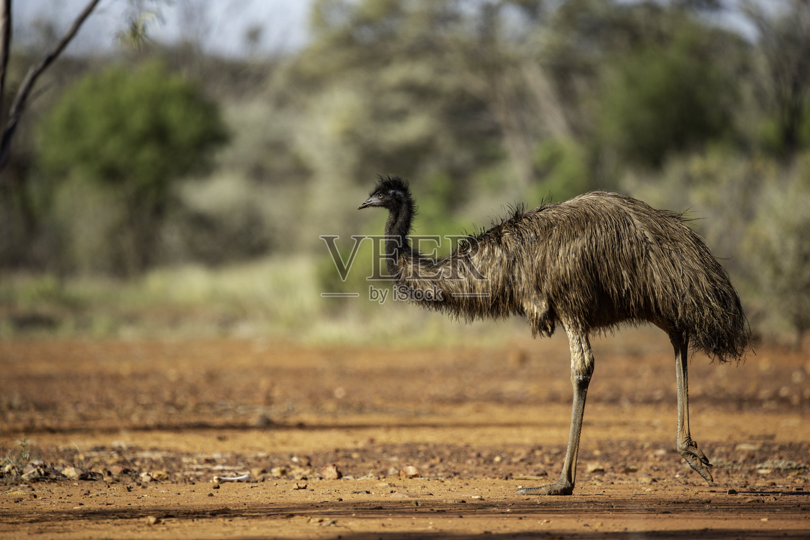 沙漠中的鸸鹋照片摄影图片
