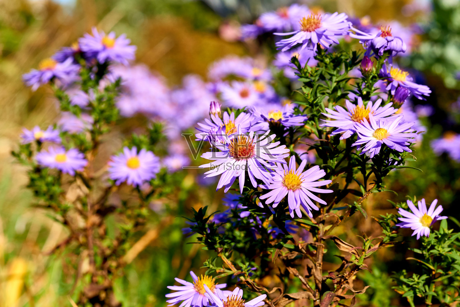 美丽的秋季紫丁香和蓝色菊花,映衬着十月的天空,家庭团聚的时刻照片摄影图片