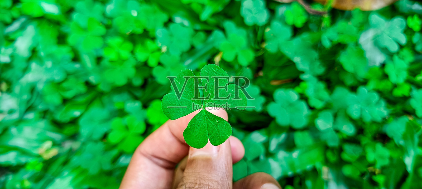 三叶草背景照片摄影图片