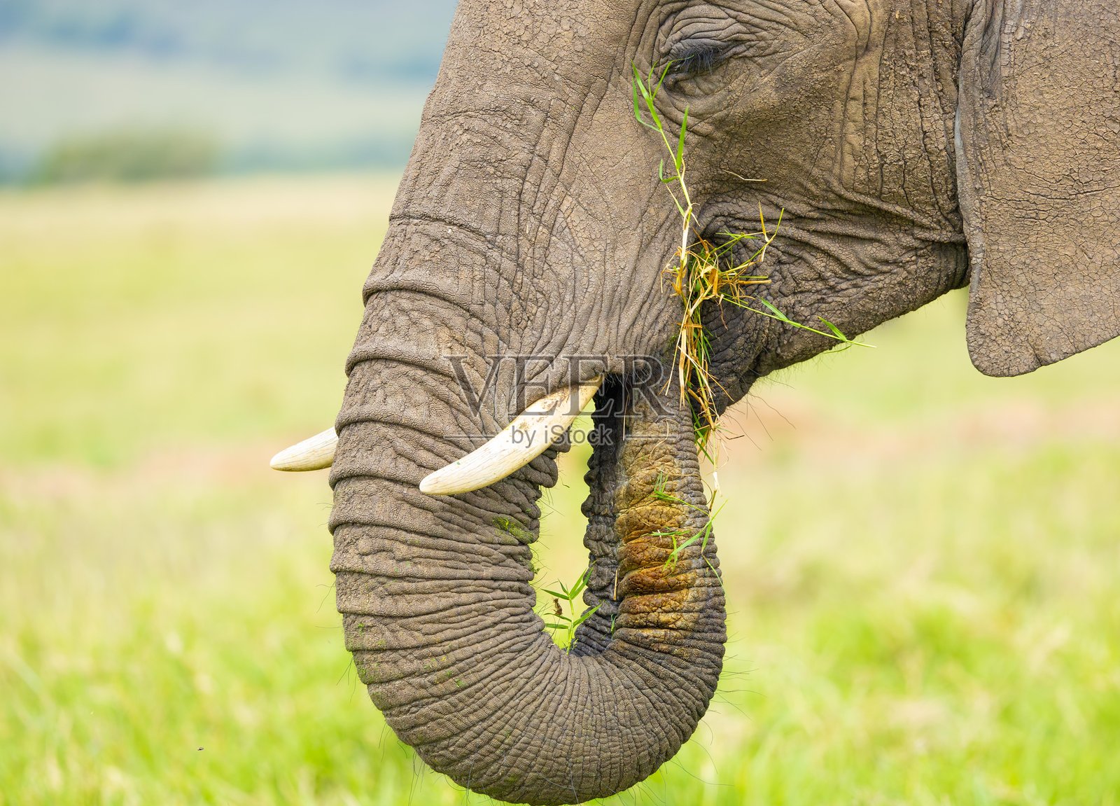 非洲灌木或大草原象照片摄影图片