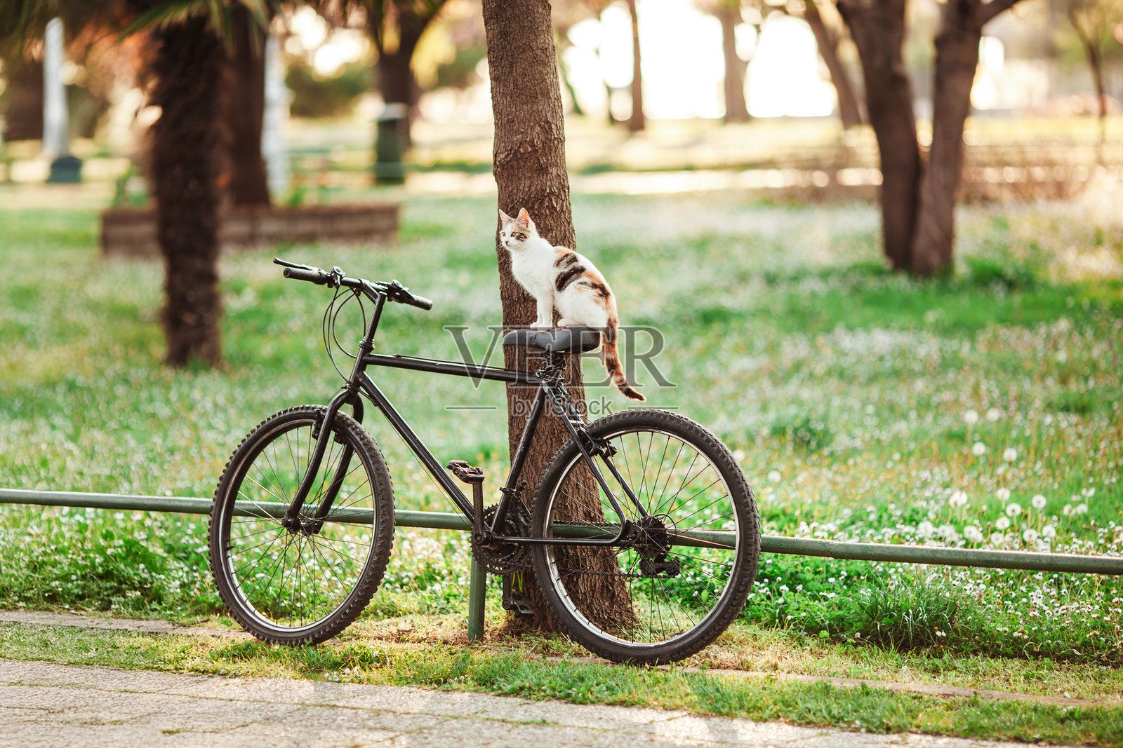 安静公园里的黑色自行车,黄昏时分一只猫坐在车座上照片摄影图片