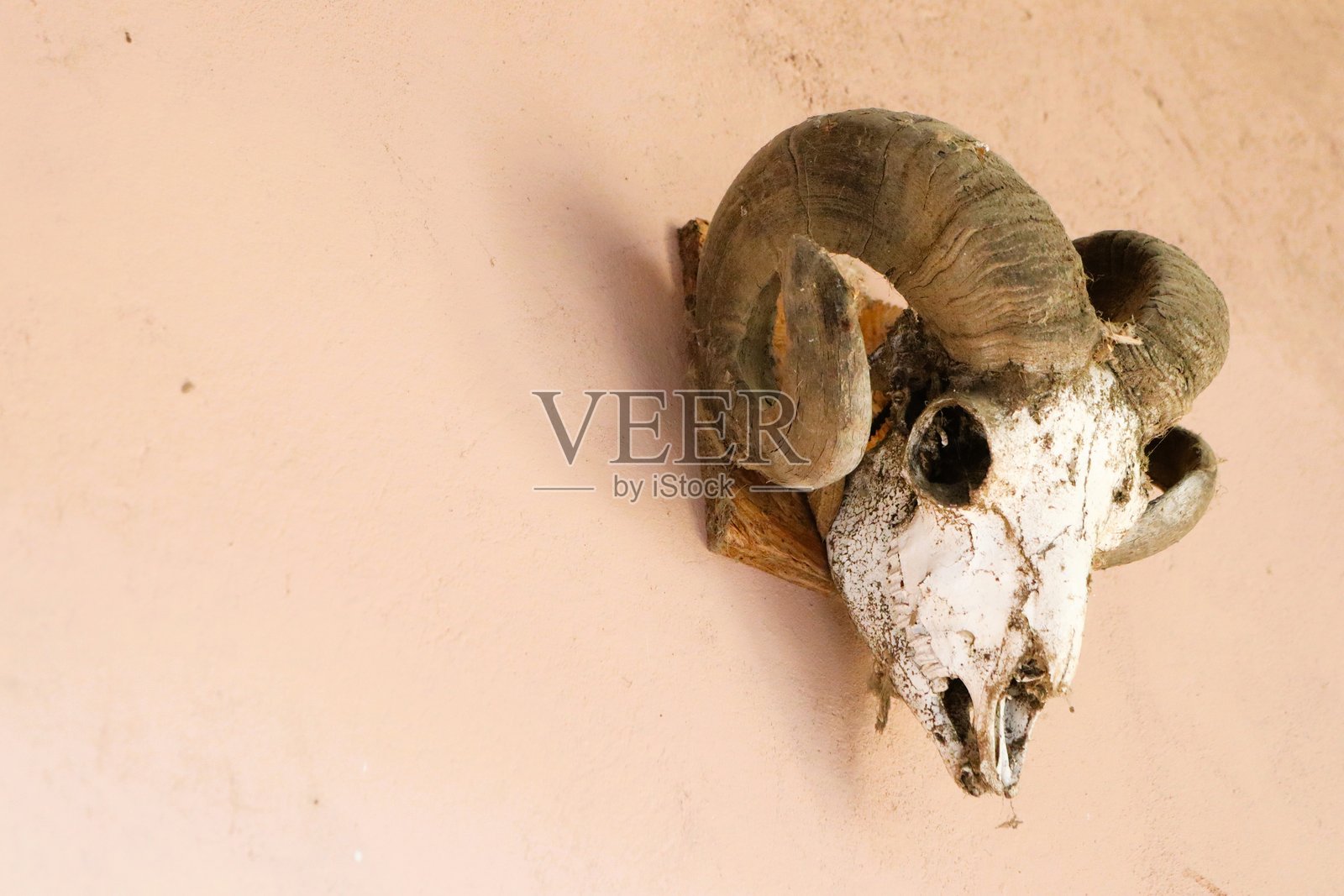 一只令人惊叹的仪式公羊头骨,艺术性地挂在墙上用于展示和装饰。照片摄影图片